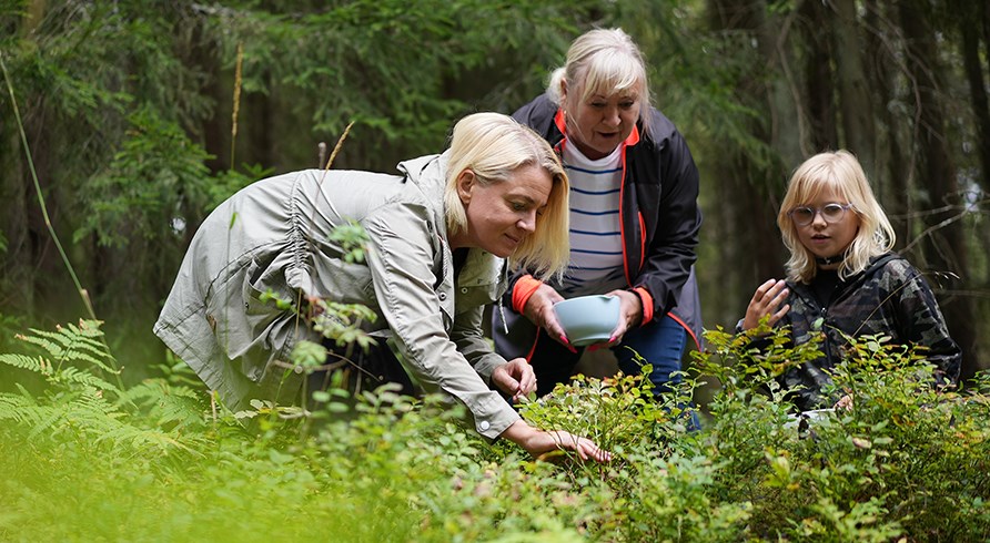 Ihmisi eri ikryhmist poimimassa marjoja metsss ilman vaivoja.